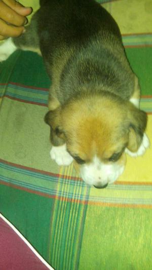 Perros Beagle