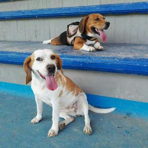Perros Beagle Limon Y Tricolor