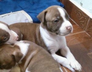 Pitbull Cachorros Hermosos