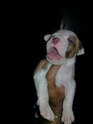 Pitbull a La Venta