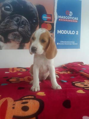 Preciosa Beagles Mini