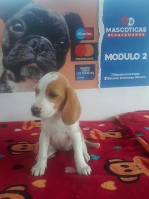 Preciosura Hembrita Beagles Mini