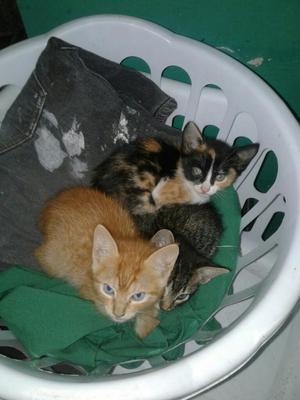 Se Dan en Adopcion 3 Hermosos Gaticos.