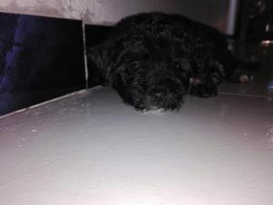 Se Vende Hermosa Cachorra de Fres Poodle