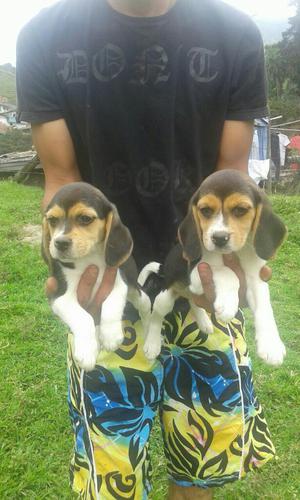 Se Venten Lindos Cachorros Beagle Tricol