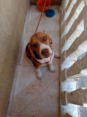 Se vende Beagle Tricolor macho 6 meses