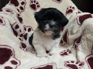 Shih Tzu Macho Disponible