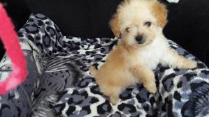 VENDO FRENCH POODLE MINITOY MACHO 100 PURO