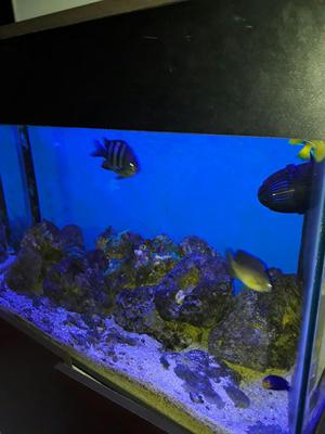 Vendo Acuario Marino