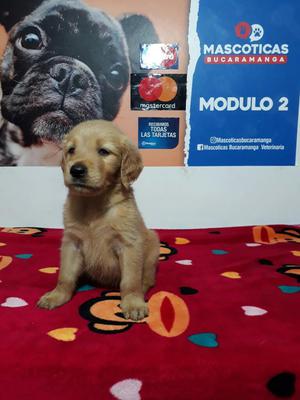 Vendo Golden Retriever de Alta Pureza