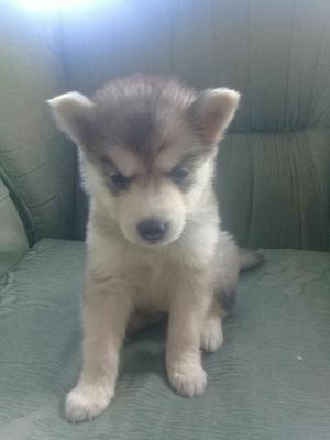 Vendo Hermosos Lobos