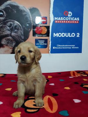 Vendo Preciosos Golden Retriever