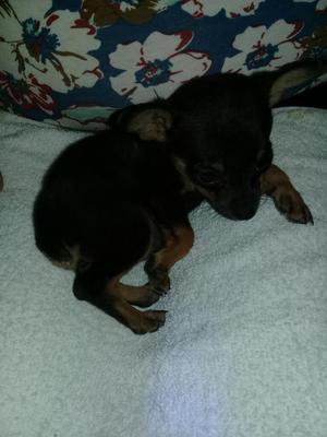 Venta Perros Raza Pincher