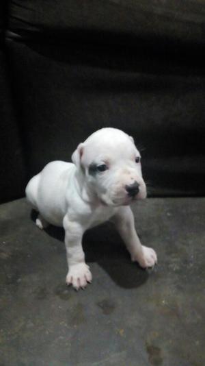 Venta de Cachorros Pit Bull