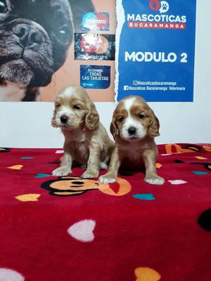 en Venta Lindos Cocker Spaniel Original