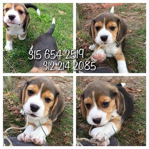 maravillosos beagle en venta