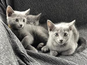 vendo hermosos gatos azul ruso 2 meses de nacidos