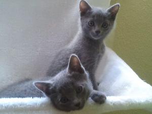 vendo lindos gatis azul ruso 2 meses listos para entregar