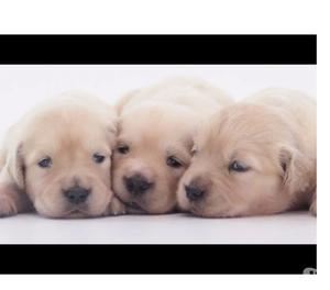 Mascotas Para Entrega Inmediata Golden Retriver