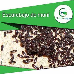 Escarabajos, Cucarron, Gorgojos Del Mani Alimento 300 Und