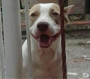 vendo cachorras pitbull