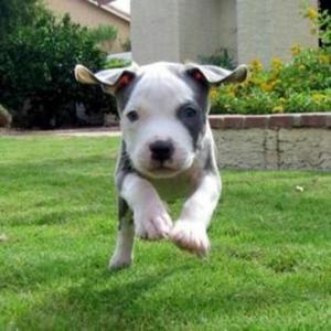 Adopto Cachorro Pitbull, Bullterrie O Sh