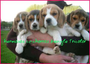 Ala Venta Hermosos Cachorros Beagles Tri