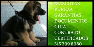 Aleman cachorro raza pastor cachorrito puro Con certificados