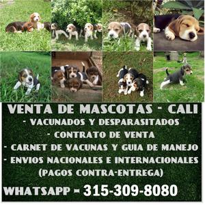 Beagle cachorros