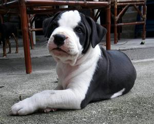 Cachorro Pitbull 40 Dias de Nacido