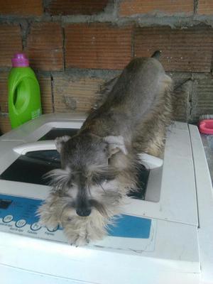 Cachorro Schnauzer Pequeño