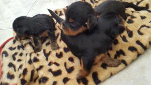 Cachorros 100puros Mini