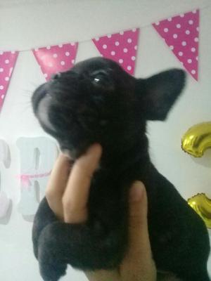 Cachorros Bulldog Francés