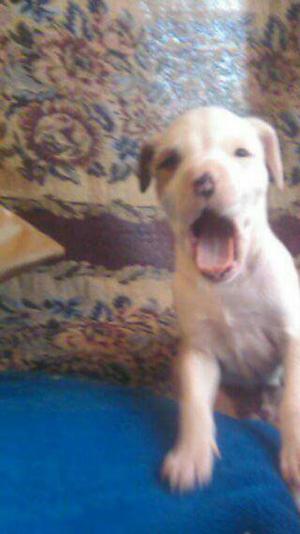 Cachorros Pitbull