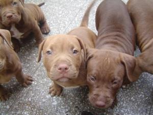 Cachorros Pitbull