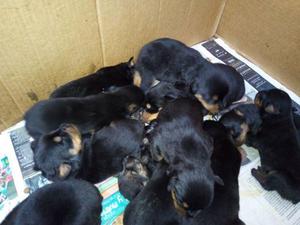 Cachorros Rottweiler