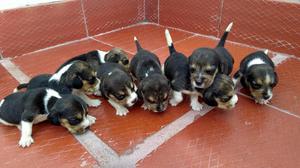 Cachorros de Begles