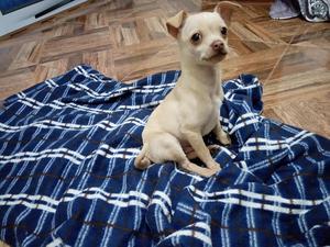 Chihuahua Machito Pura Raza Econimico