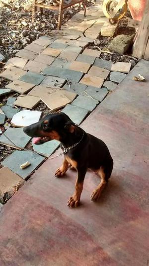 Doberman Cachorro Hembra