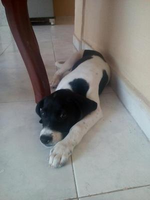 Doy Perrita en Adopcion Tiene 2mesesitos