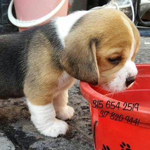 Espectaculares Beagle