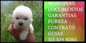 French poodle Blanco caniche toy pureza de raza documentado