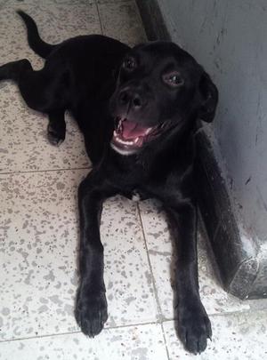 GRATIS, Adopta, Perro Criollo, 4 Meses, Adopcion Palmira,