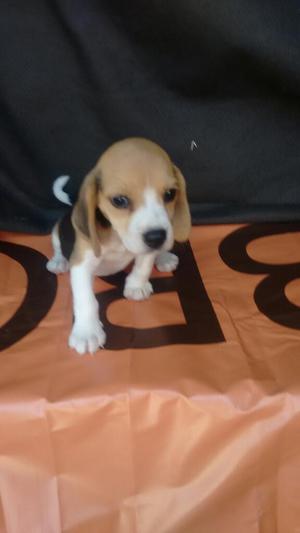 Hermosa Beagle Tricolor Enana de Dos Mes