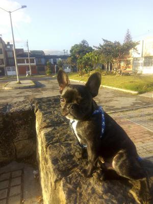 Hermoso Buldog Francés Cachorro 5 Meses