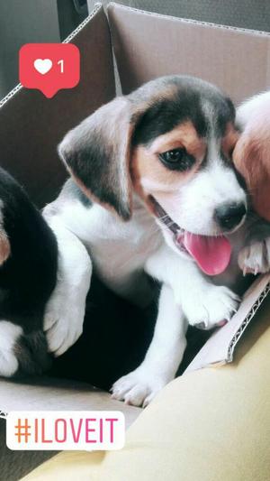 Hermosos Cachorros Beagle Raza Pura