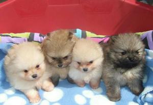 Hermosos Cachorros Pomeranias