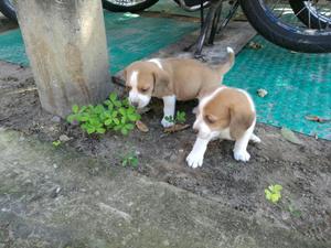 Hermosos Perros Beagles