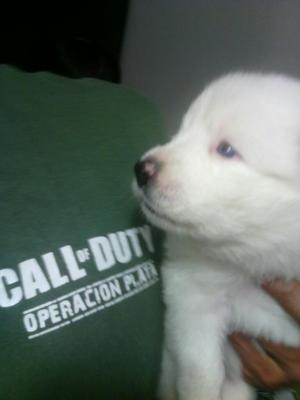 Hermosos Samoyedos 1 Hembra Salio Albina