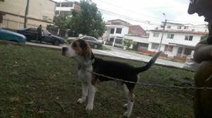 Lindo Beagle